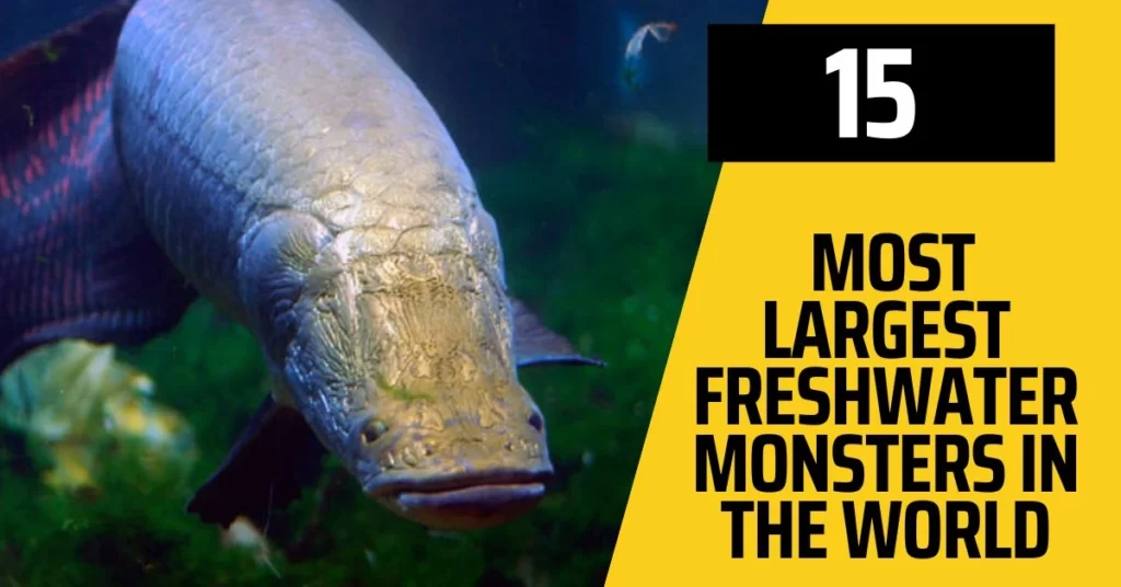 15 Most Largest Freshwater monsters in the world