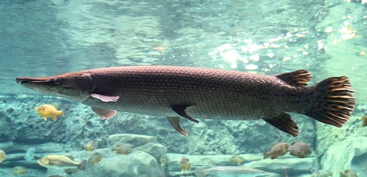 Alligator gar is the largest species in the gar family 