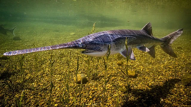 Paddle Fish are relative to Sturgeon, American paddlefish is only extant species 