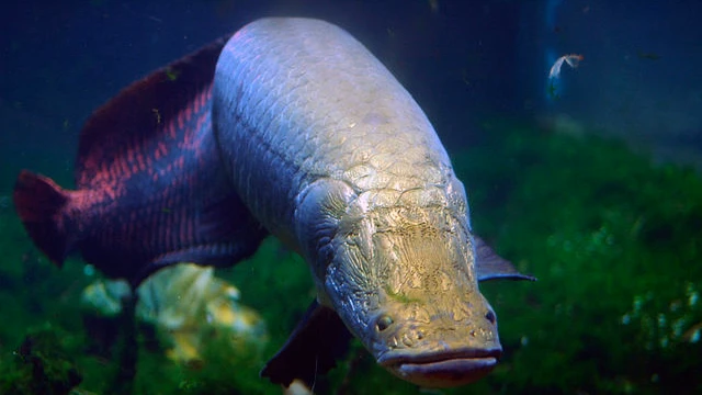 Arapaima are refferred to as the cod of the amazon