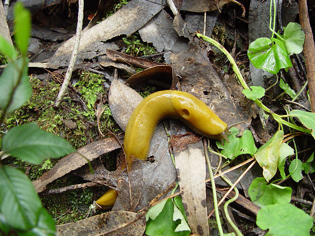 Banana-slugs