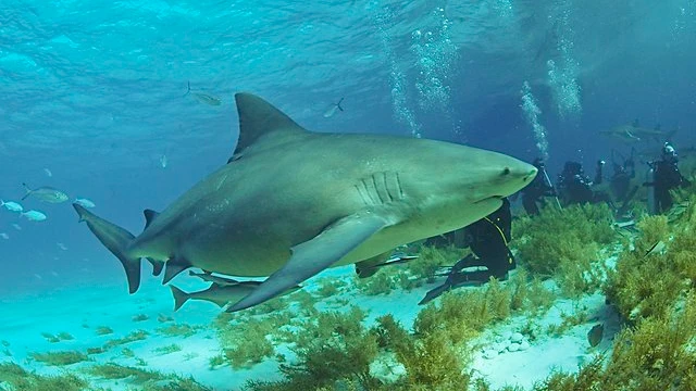 The bull sharks can survive in both freshwater and saltwater bodies