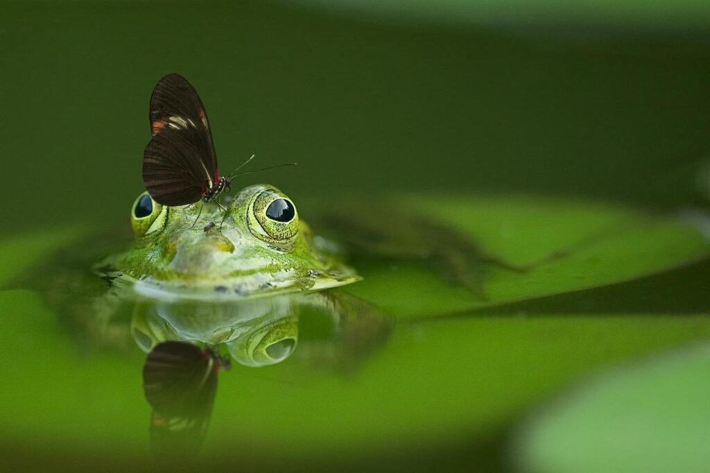 Why do frogs croak so much after a rainy day?