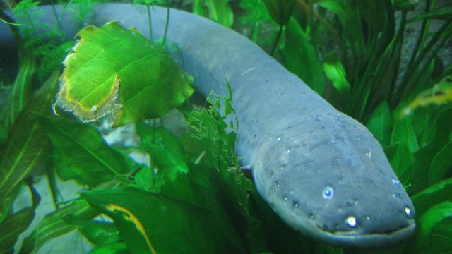 Electric Eels are not true eels, a close relative of catfish