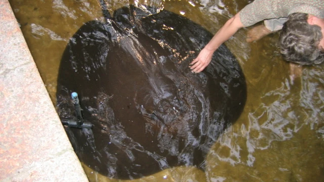 Giant Freshwater Stingray is the world's largest freshwater fish inhabited permanently in freshwater bodies