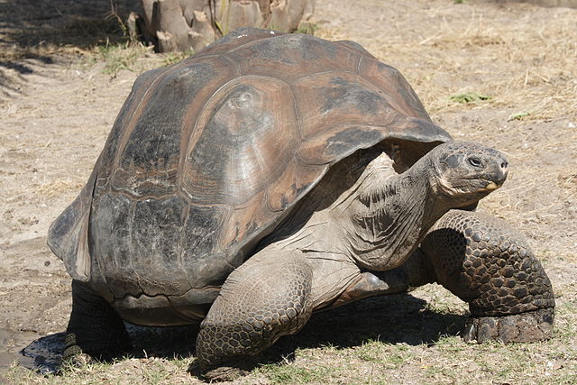 Galapagos-Giant-Tortoise