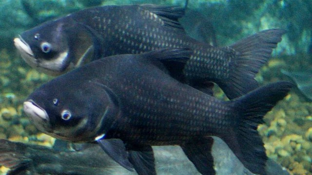Giant barb is also known as Siamese Giant Barb and Siamese Carp