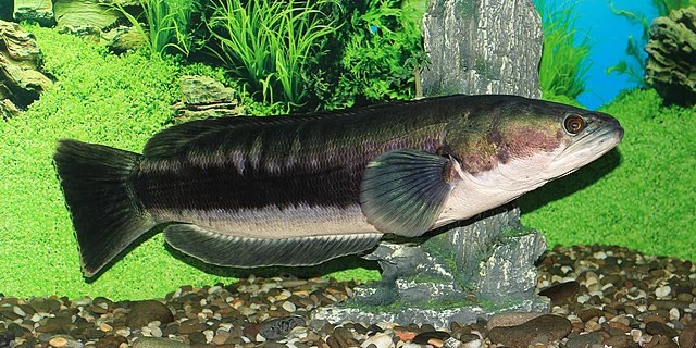 Giant Snakehead one of the largest freshwater fish in the world