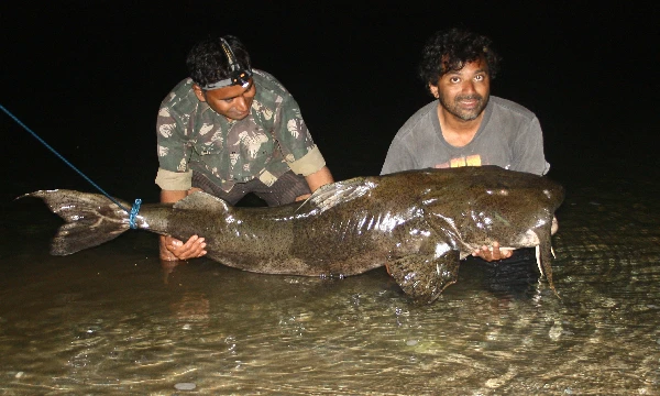 Goonch is a freshwater giant found in the Indian Subcontinent and well known as Giant Devil Catfish