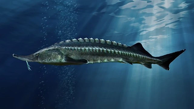 Beluga Sturgeon or Great Sturgeon is largest freshwater fish in the world