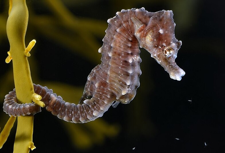 10 Animals with amazing incredible abilities | Male Seahorse