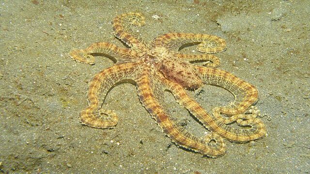 10 Animals with amazing incredible abilities | Mimic Octopus