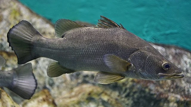 Nile Perch or African Berramudi resemble like freshwater Berramudi
