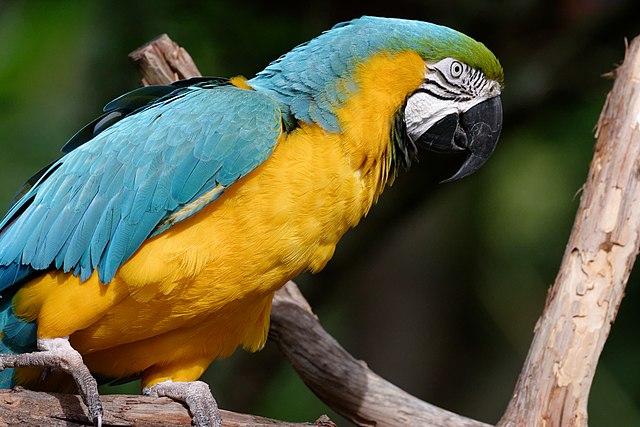 Parrot-Blue-&-Yellow-Macaw