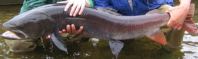 Siberian Taimen is the largest species of Salmon