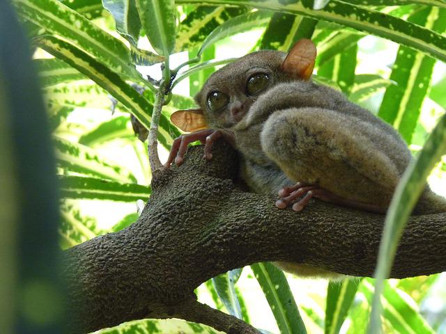 10 Animals with amazing incredible abilities | Tarsier