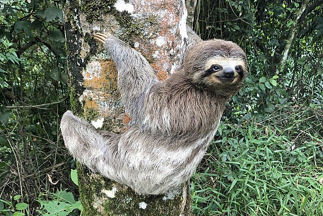 Three-Toed-Sloth