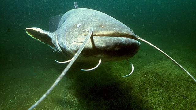 Wels Catfish is the second biggest freshwater fish in Europe and Western Asia 