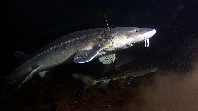 White Sturgeon is the Second largest species of sturgeon