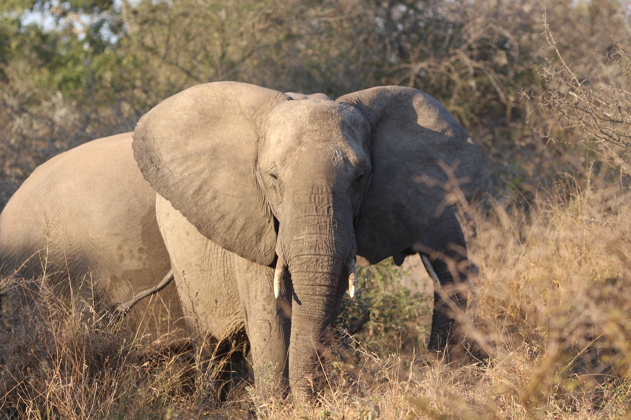 Why do elephants have so big ears?