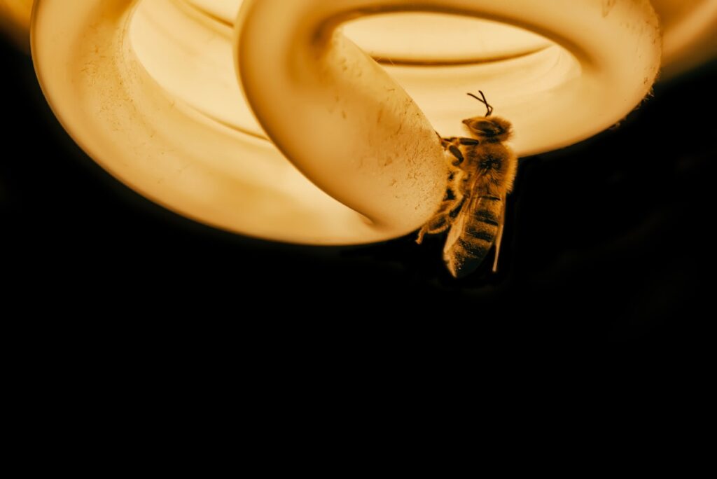 Why are insects drawn to light?
