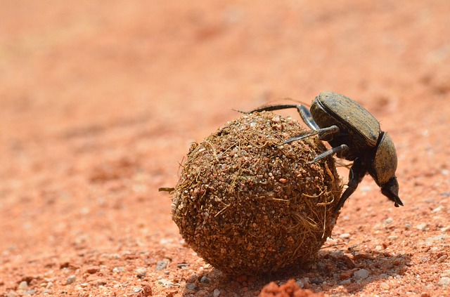 10 Animals with amazing incredible abilities | Dung Beetle