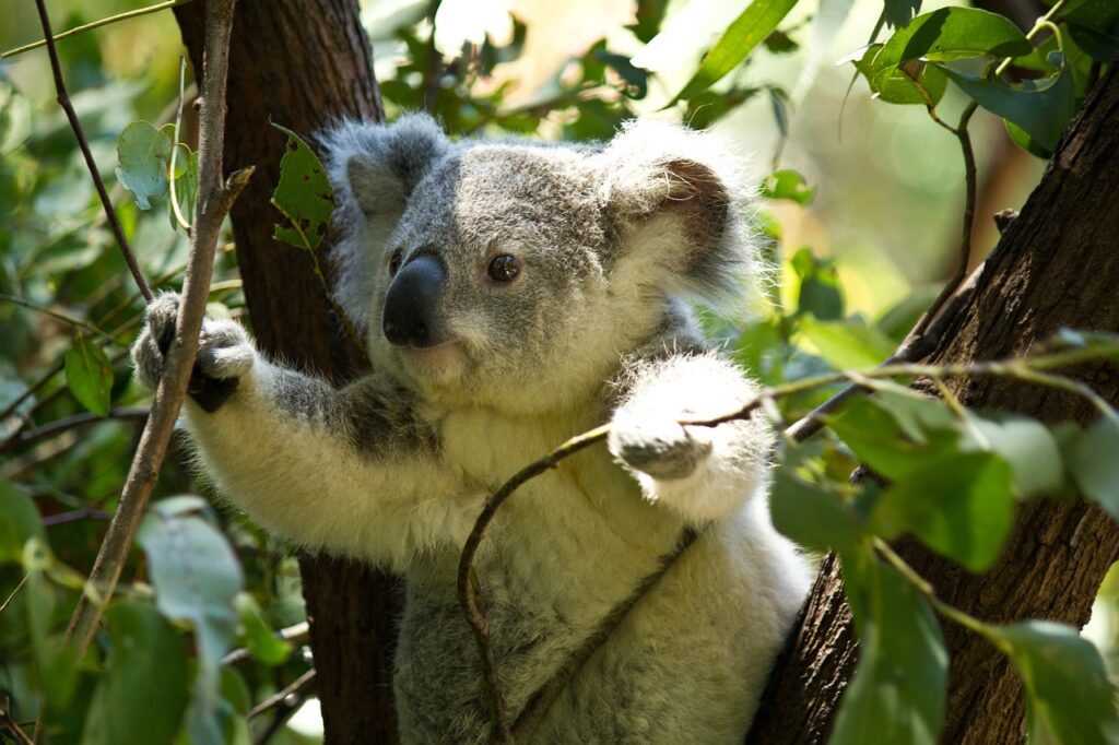 koala-bear-herbivorous-marsupial-koala