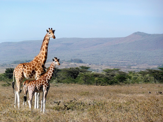 Why does a Mother giraffe kick her infant offspring immediately after birth?