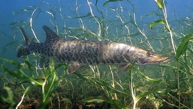 Muskellunge largest member of pike family also known as The Fish of 10000 Casts