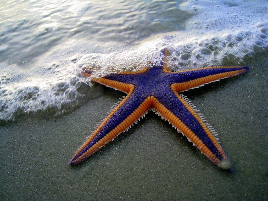 starfish-star-fish