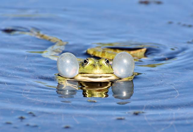 Why do frogs croak so much after a rainy day?