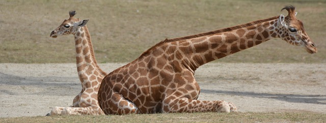 Why does a Mother giraffe kick her infant offspring immediately after birth?