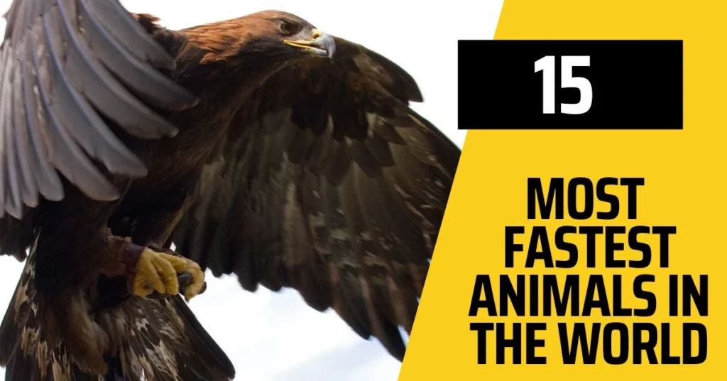 15 Most Fastest Animals in the World
