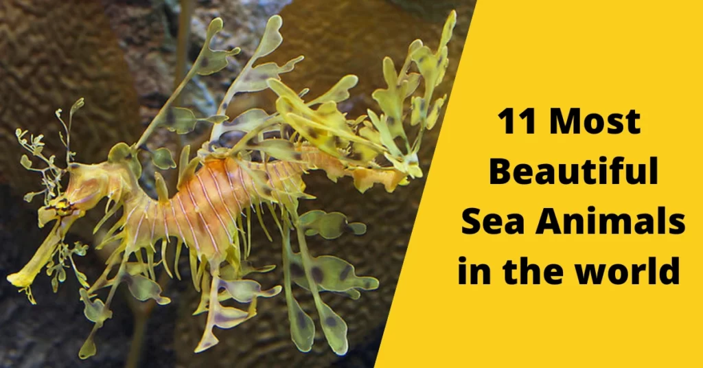 11 Most Beautiful Sea Animals in the world