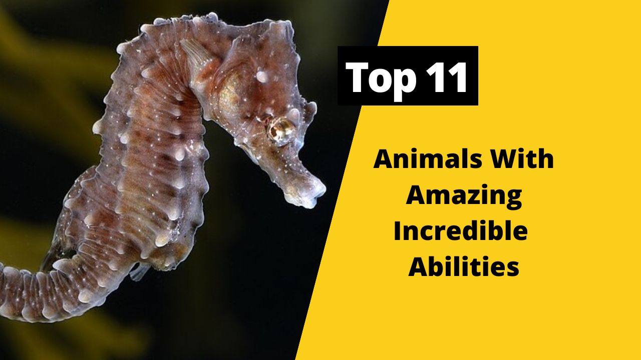 10 Animals With Amazing Incredible Abilities