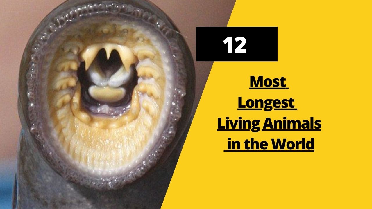 12 Most Longest Living Animals in the World