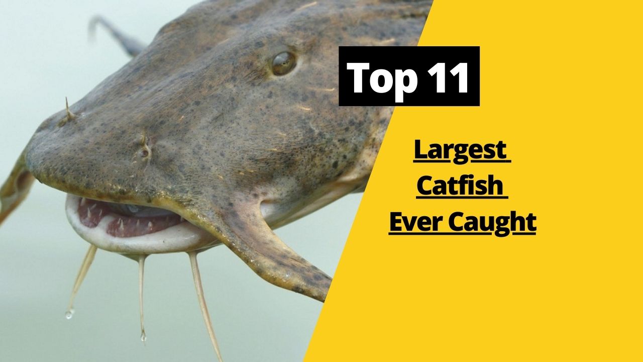 Top 11 Largest Catfish Ever Caught