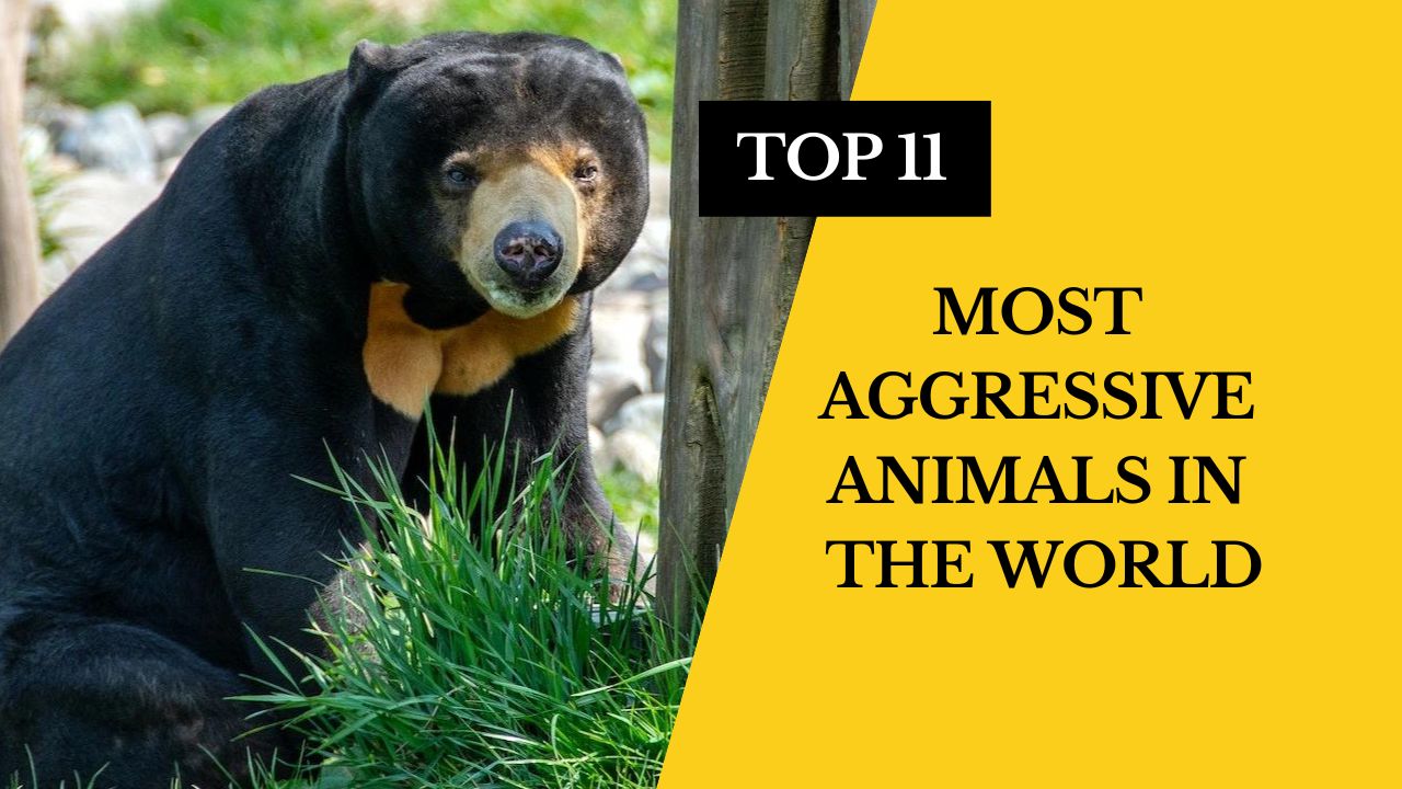 Top 11 Most Aggressive Animals In the World