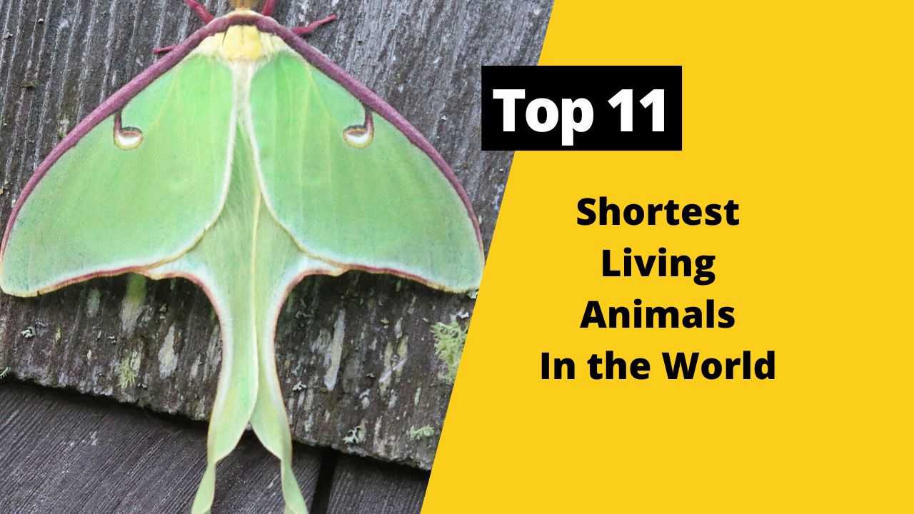 Top 11 Shortest Living Animals In The World