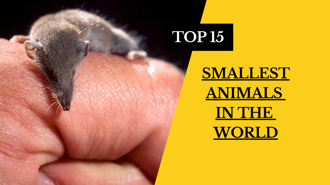 15 of the Smallest Animals in the world – Discover Nature’s Tiny Wonders