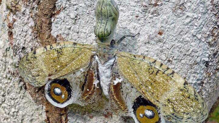 Top 11 Most Weird Insects Around the World