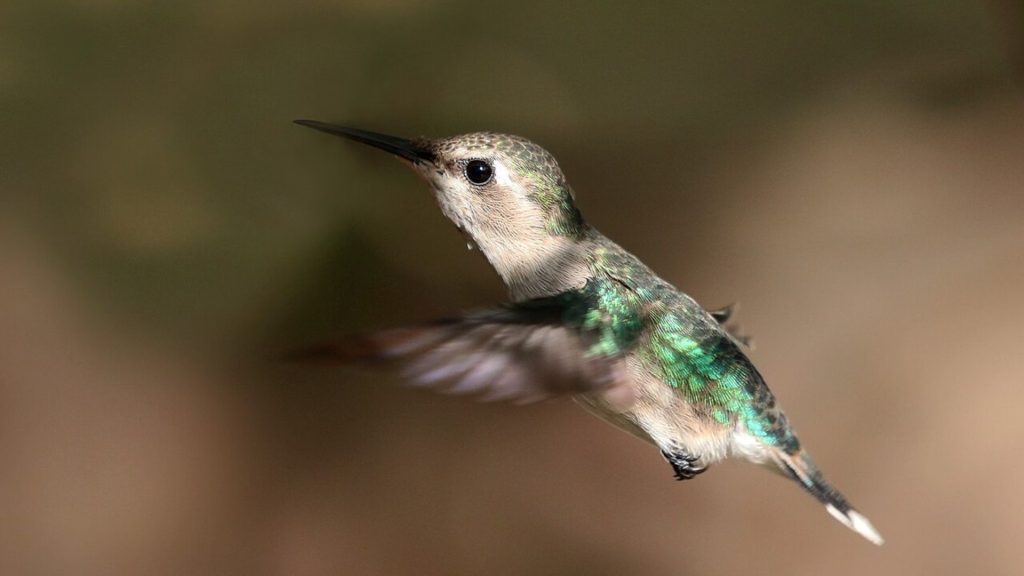 Bee Hummingbird