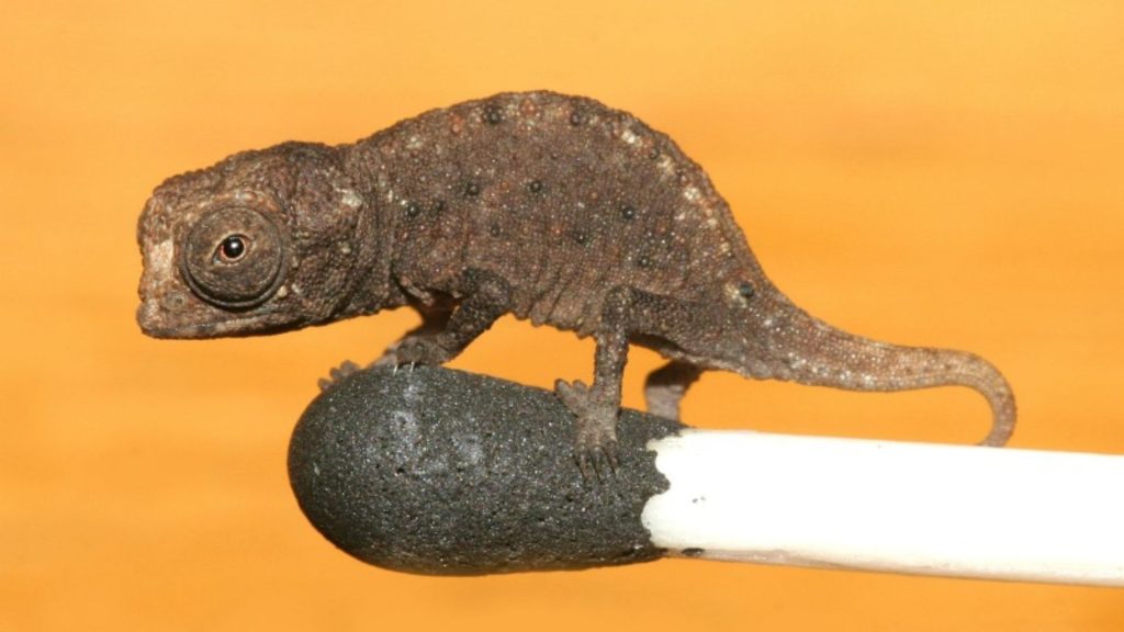 Brookesia Micra