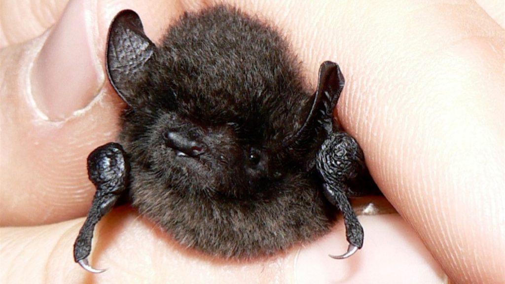 Bumble Bee Bat