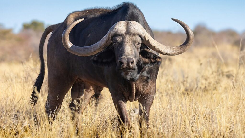 Cape_Buffalo_at_Working_with_Wildlife