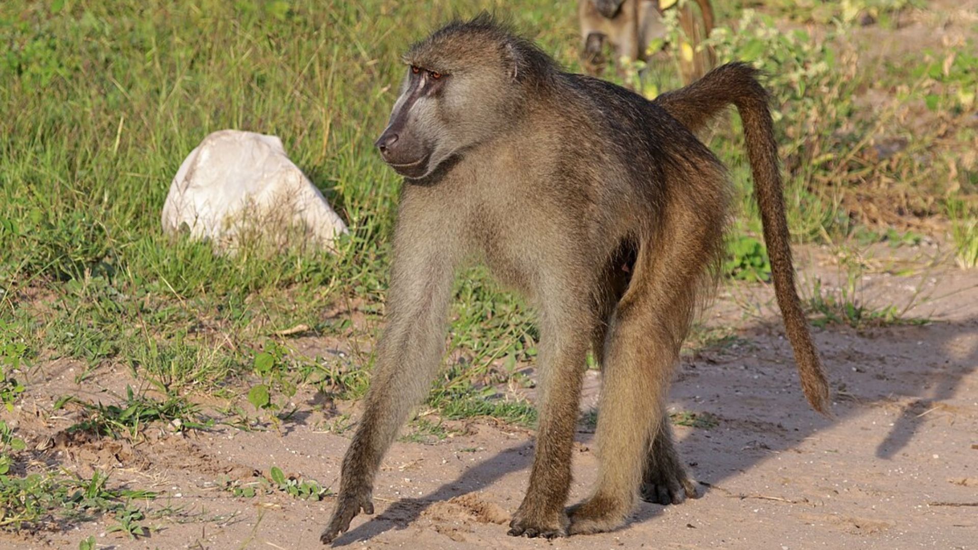 Chacma_baboon_(Papio_ursinus_griseipes)_male