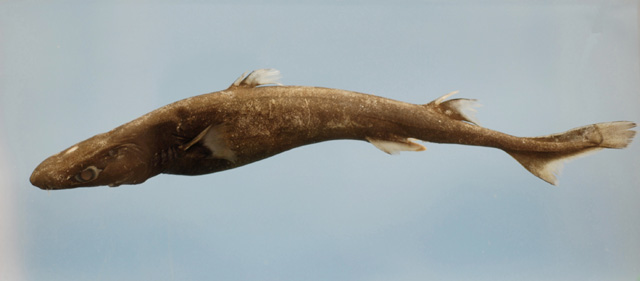 Dwarf_Lantern_Shark