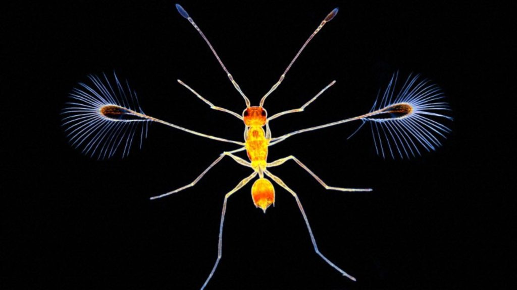 The fairyfly | Mymar pulchellus,