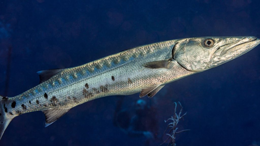 Great_barracuda_Sphyraena_barracuda