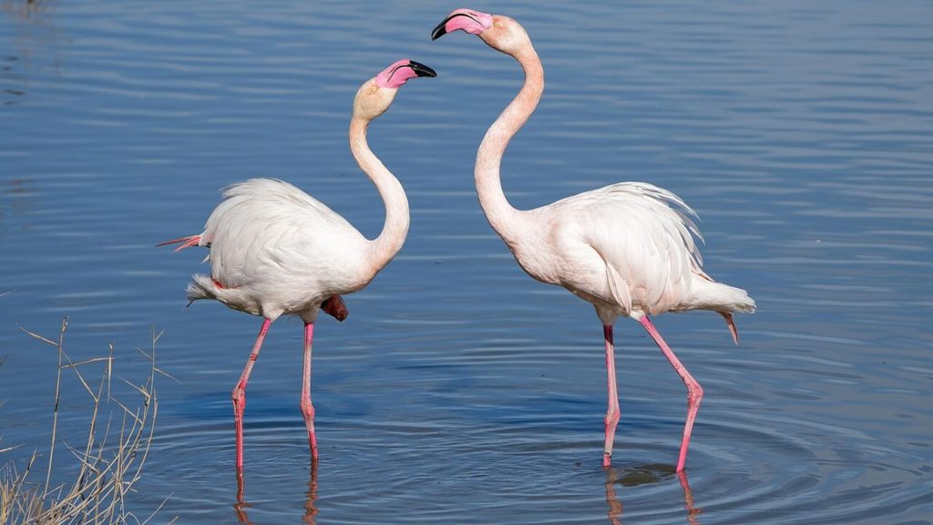 Greater_flamingos_male_and_female_in_the_Camargue_during_mating_seasonmale_and_female_in_the_Camargue_during_mating_season